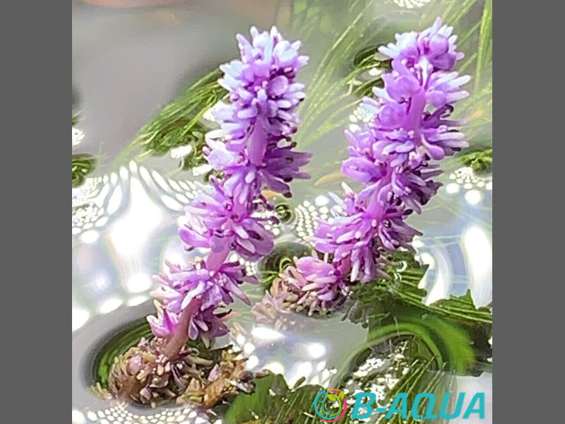 Aponogeton capuronii