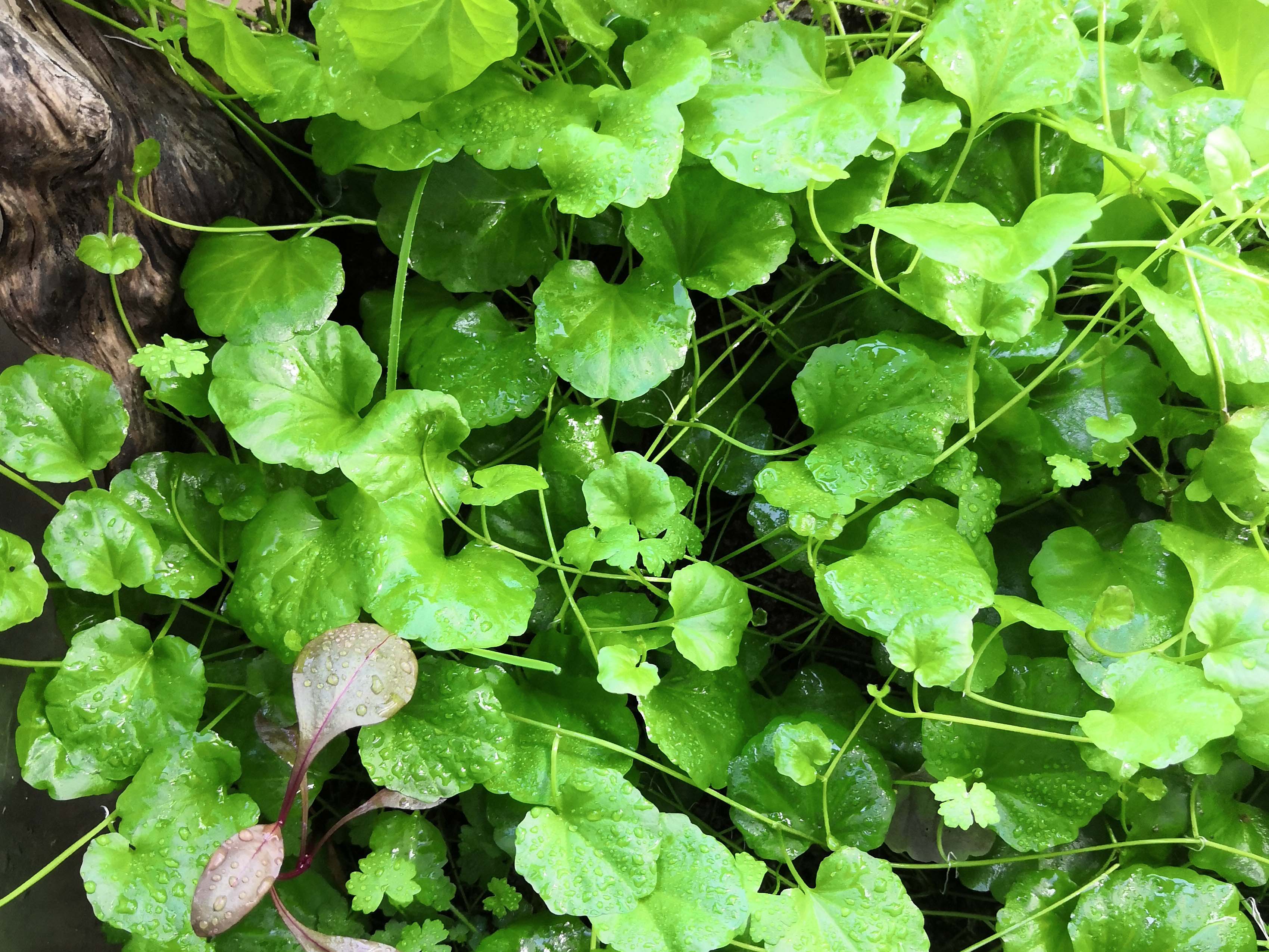 Cardamine lyrata