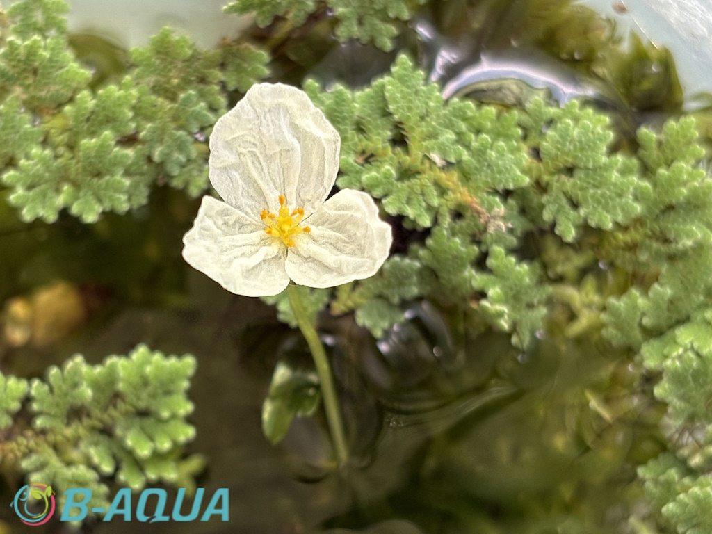 Elodea canadensis