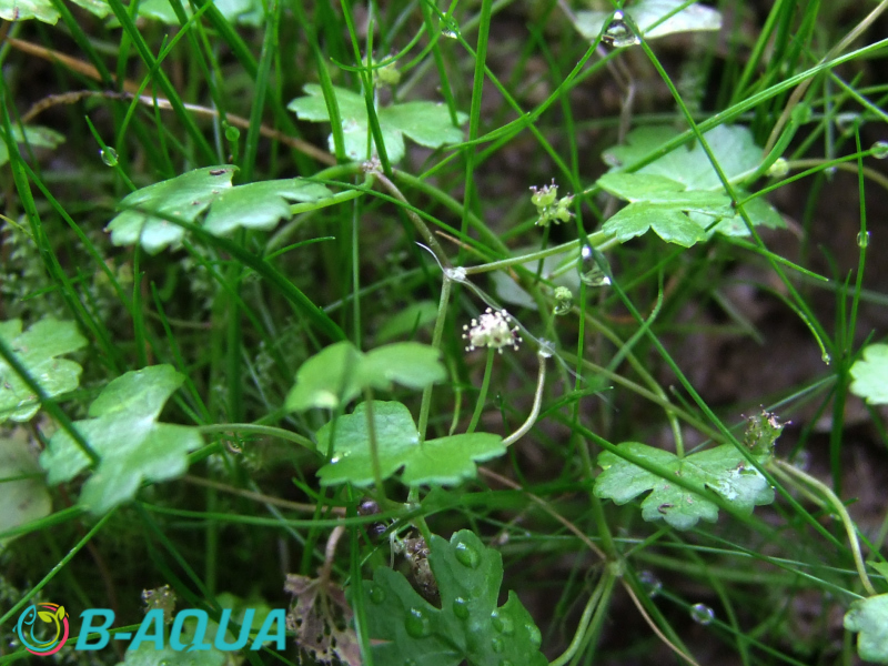 Hydrocotyle tripartita
