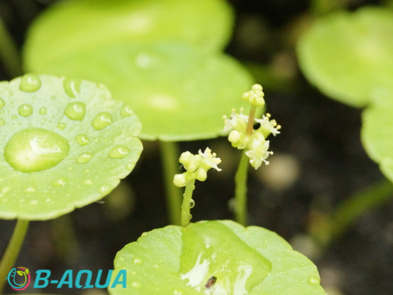 Hydrocotyle verticillata