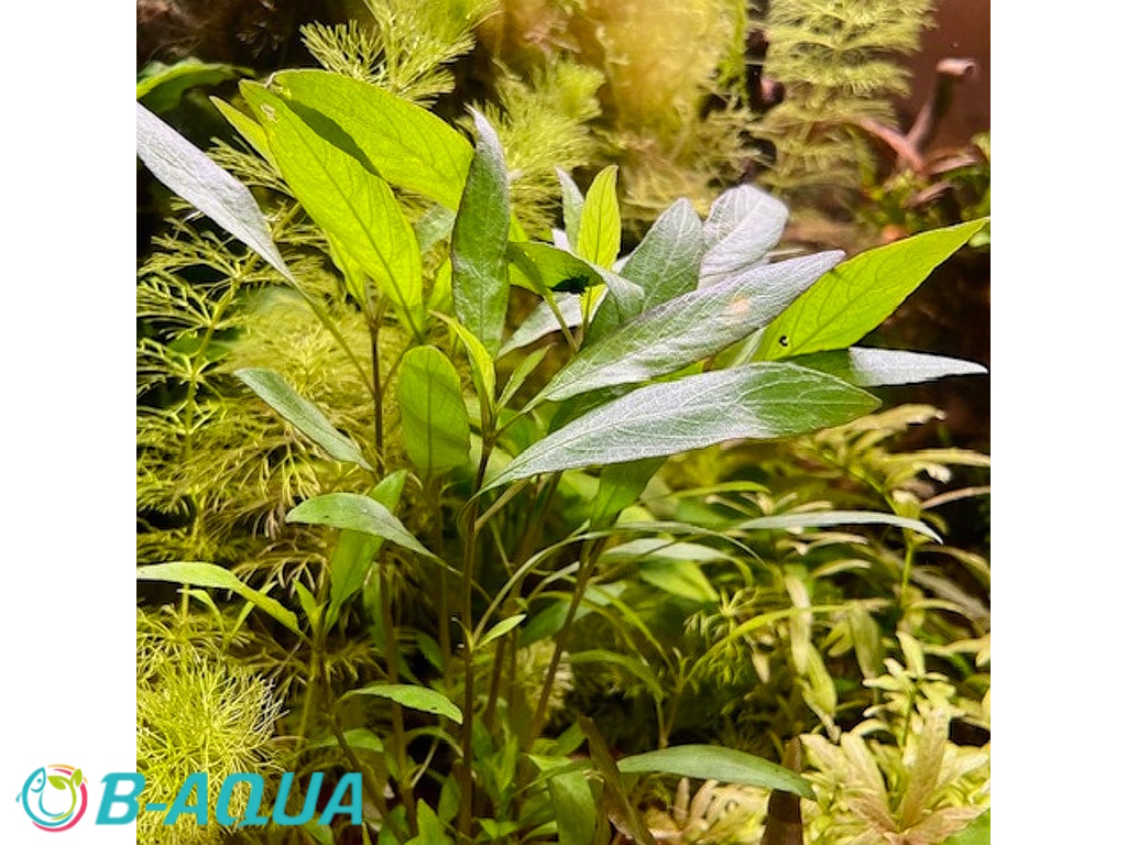 Hygrophila corymbosa