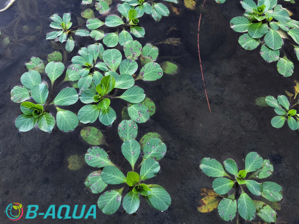 Ludwigia grandiflora