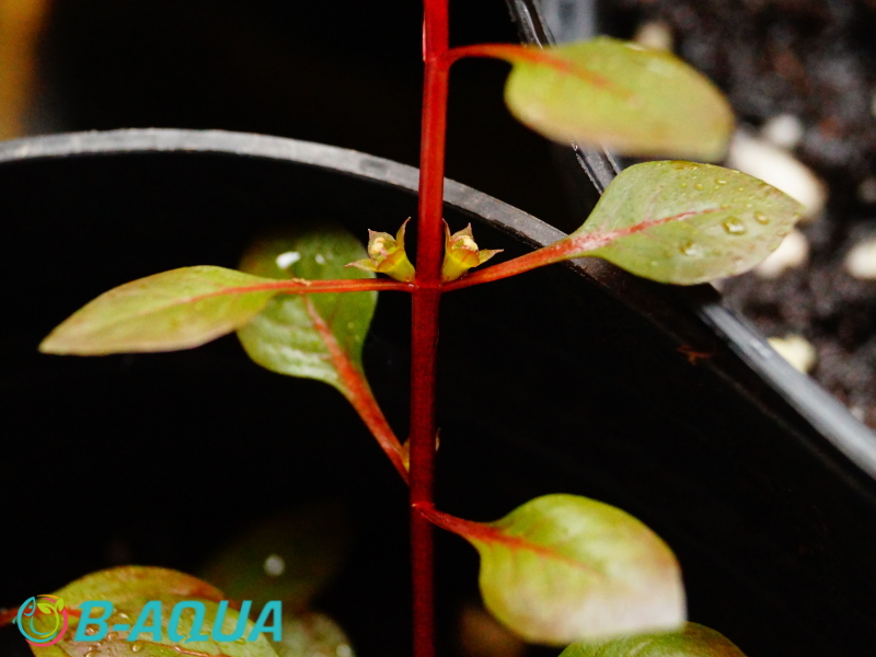 Ludwigia repens