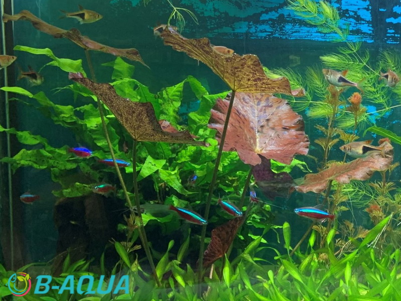Nymphaea lotus