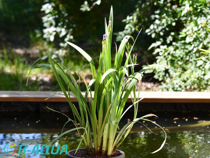 Iris laevigata