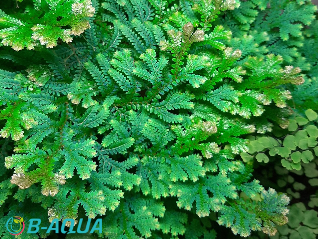 Selaginella uncinata