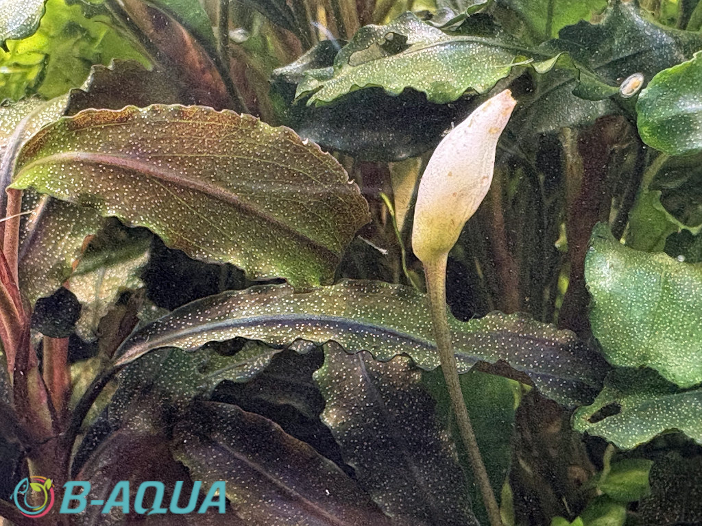 Bucephalandra sp. "Kedagang"