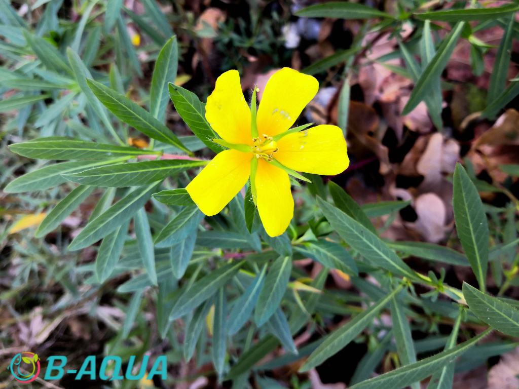 Ludwigia grandiflora